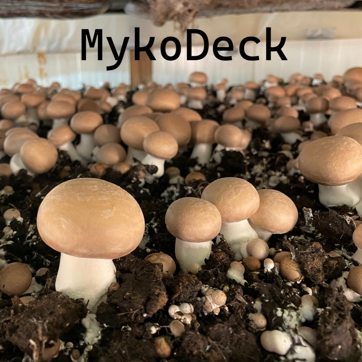 Forschungsprojekt MykoDeck
