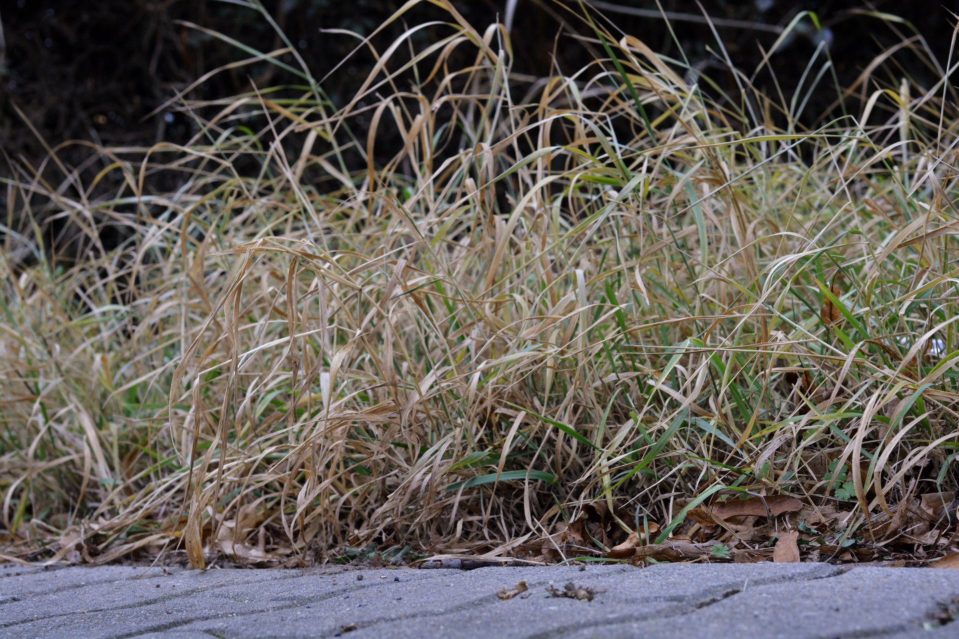 Ziergras hat hervorragenden Einfluss auf das Gartenklima. Vor dem Frühling muss es aber beschnitten werden.