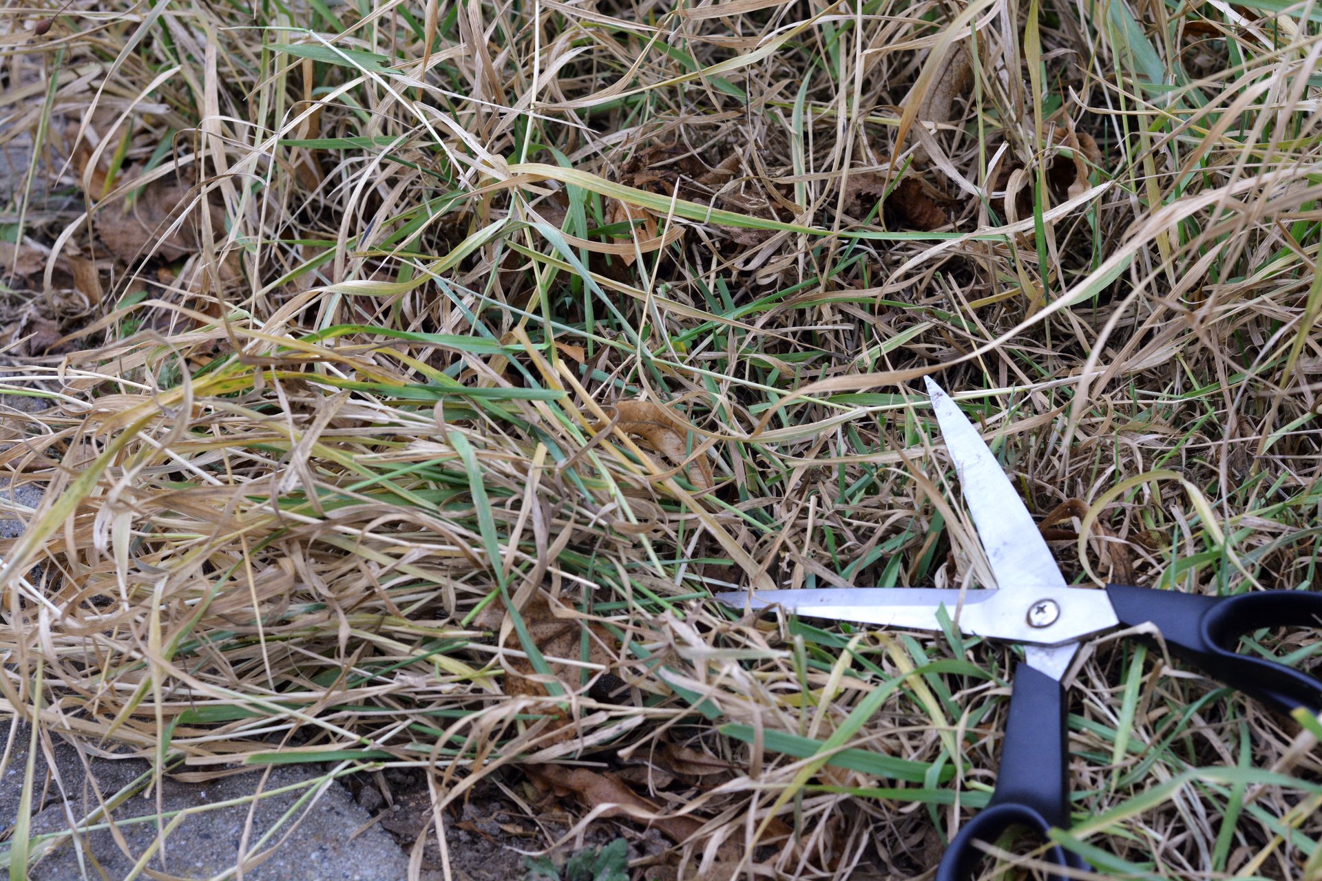 Der Verschnitt kann gern bis zum Frühling als Bodenschutz liegenbleiben.