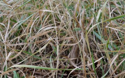 LAV Aktuell: Gartentipps Februar