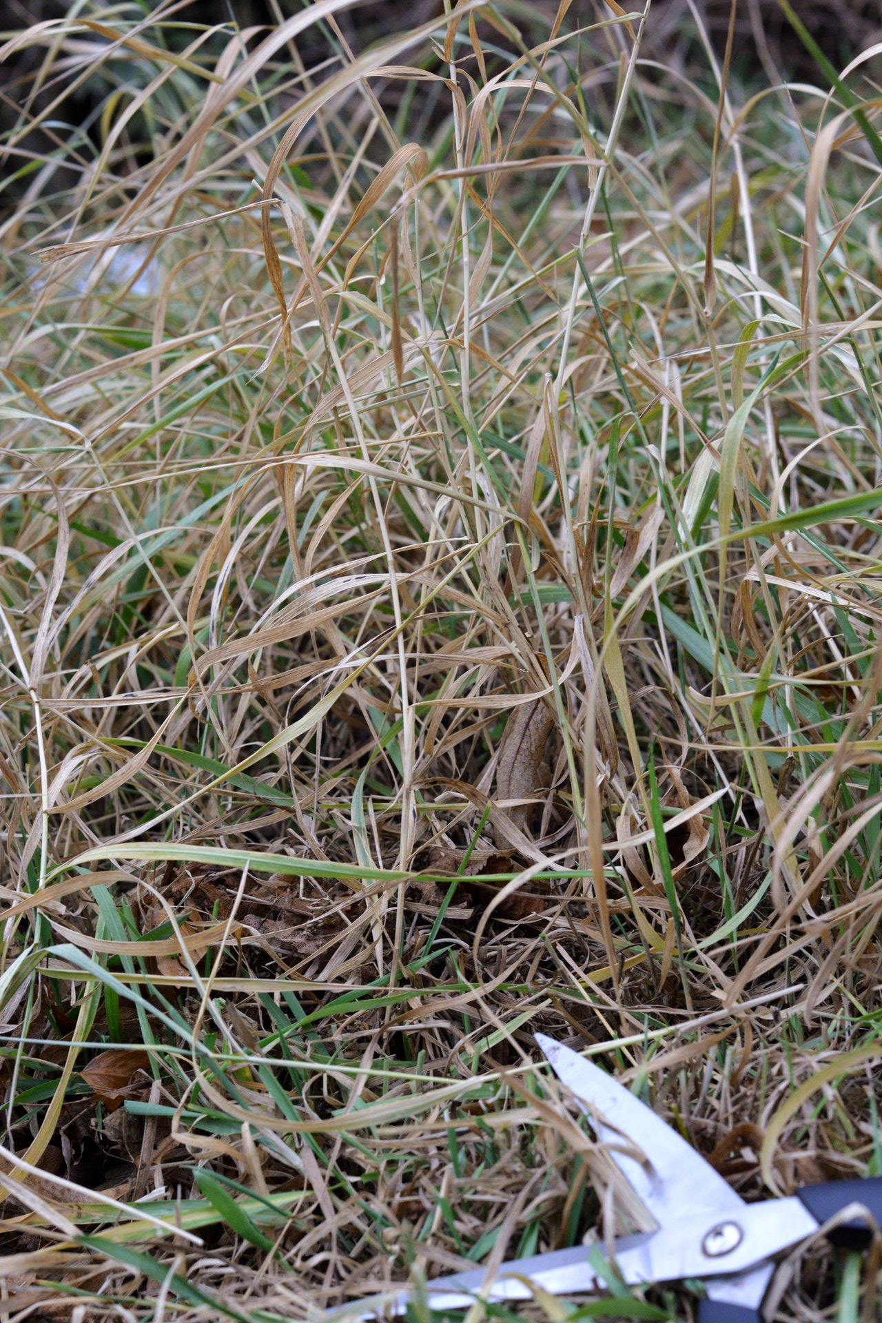 Im Sommer kühlt Ziergras den Garten, im Winter schützen die verdorrten Halme den Boden.