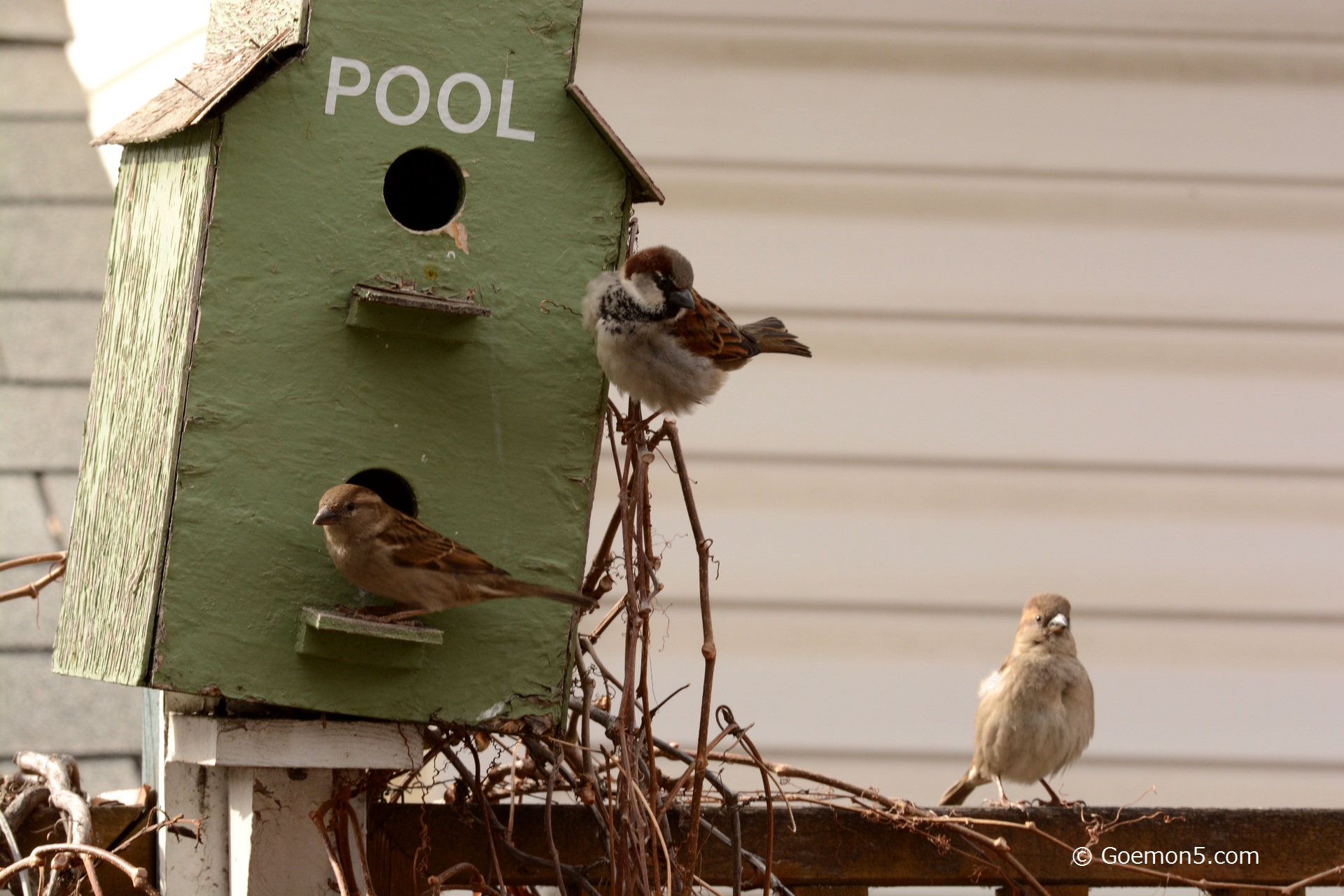 Nitskasten für Singvögel