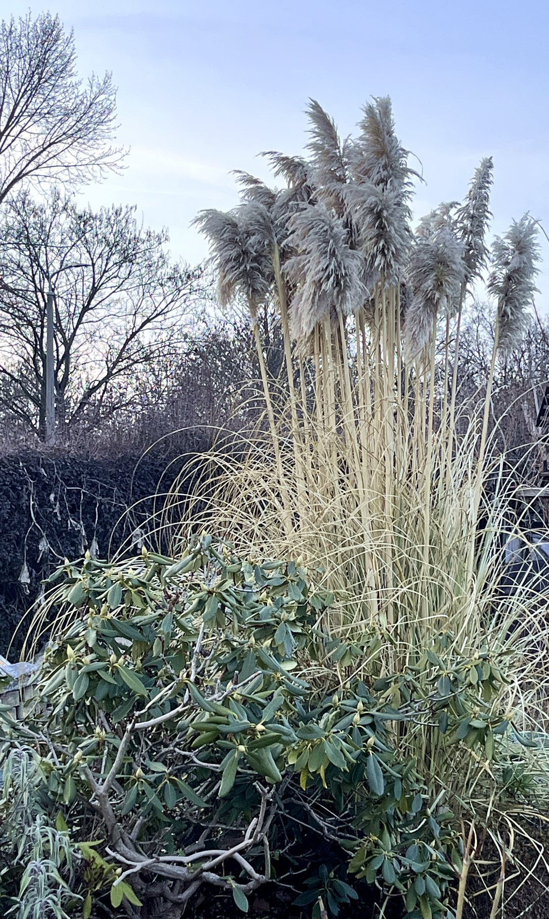Die hohlen Stängel von Pampasgras benötigen im Winter Schutz.