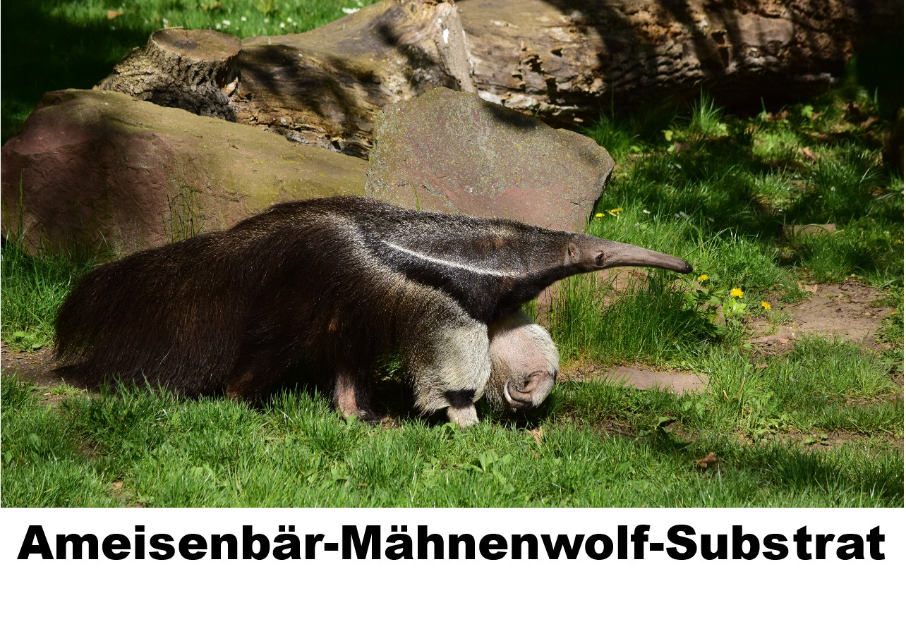 P Mähnenwolf & Ameisenbär Mähnenwolf & Ameisenbär
