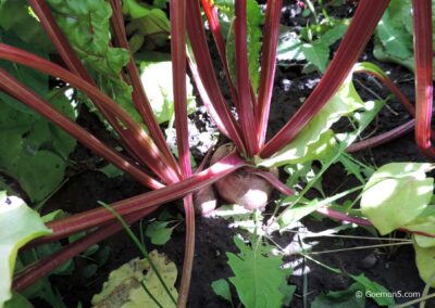 Rote Beete im Gemüsebeet