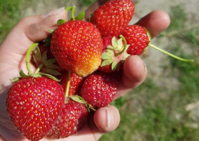 frische Ernte, Erdbeeren