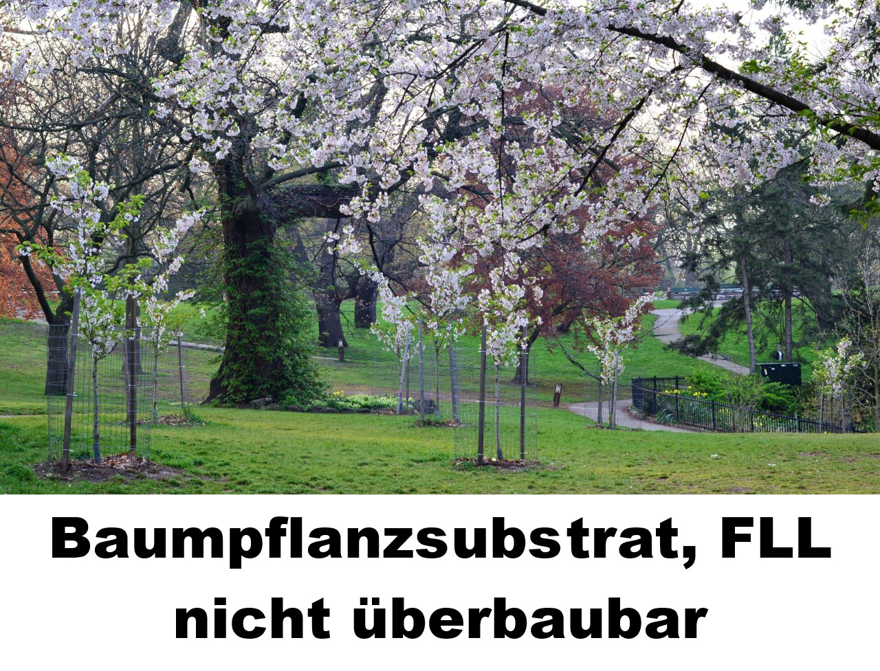 Baumpflanzsubstrat nicht überbaubar