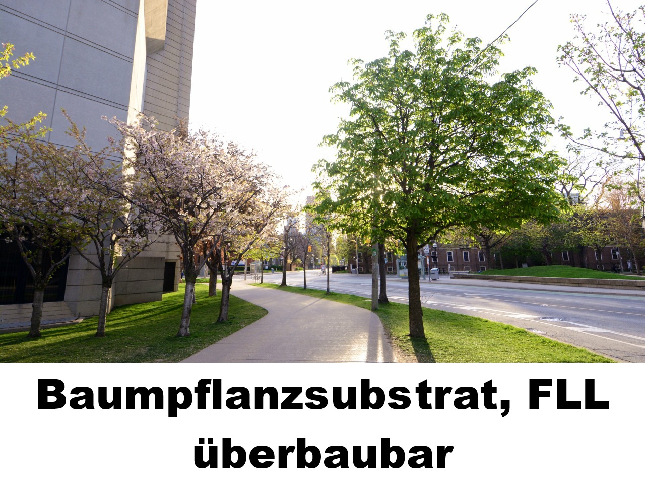 Baumpflanzsubstrat überbaubar