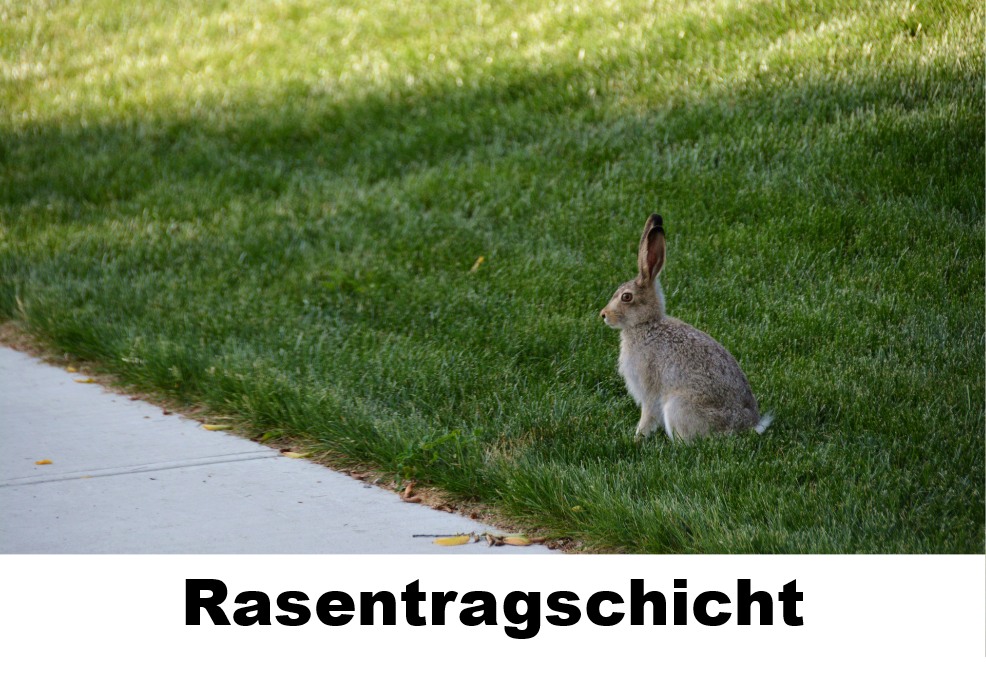 Rasentragschicht