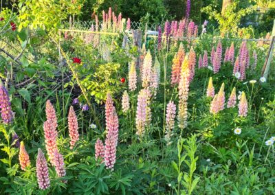 Gründüngung Lupine