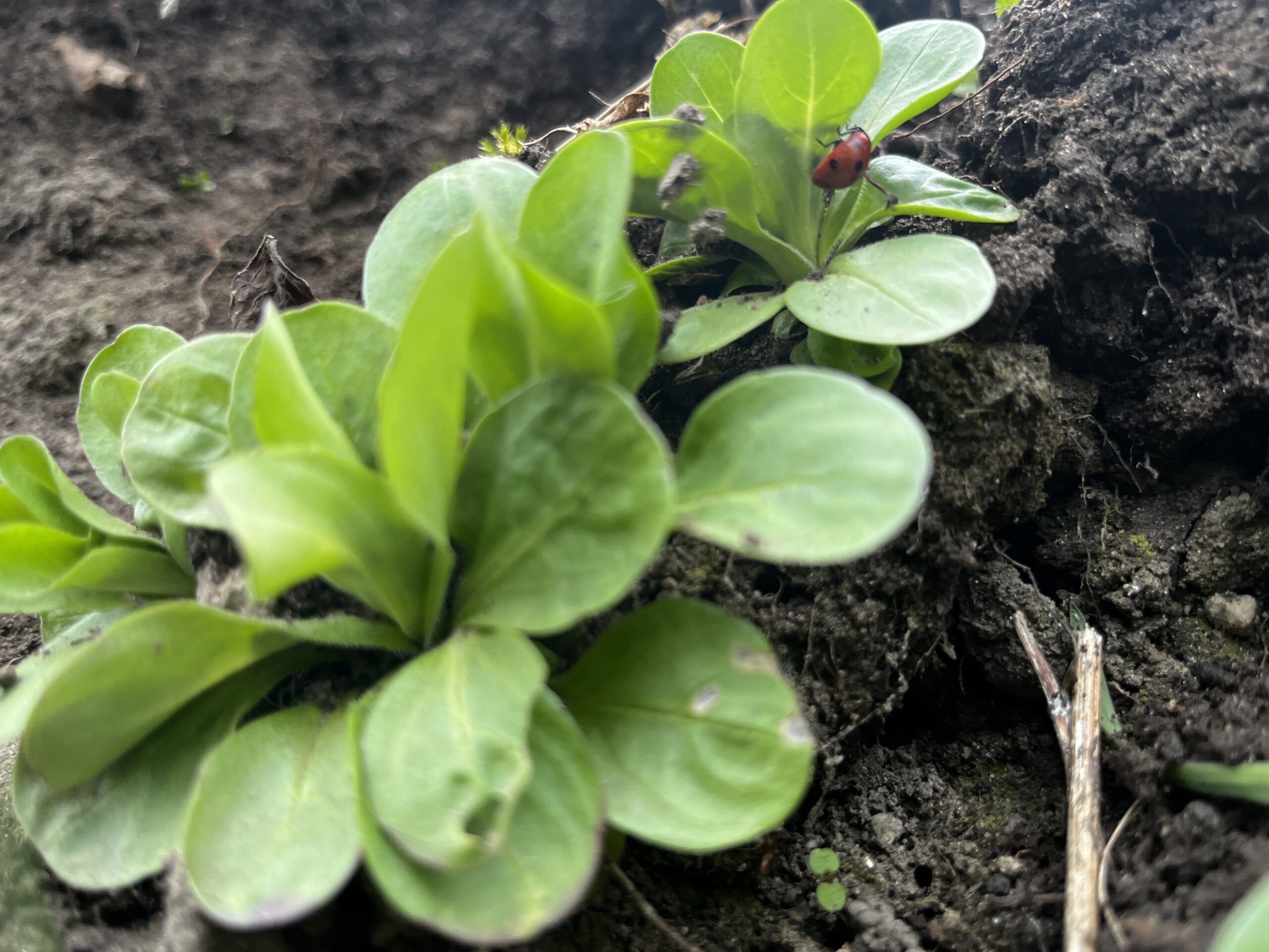 erste Ernte bei Feldsalat