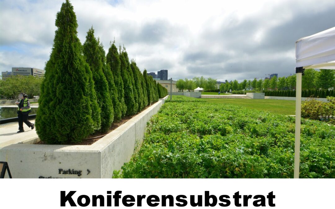 Koniferenerde-100603