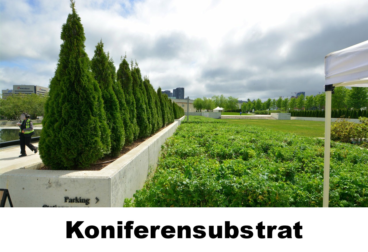 Koniferensubstrat