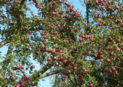 Apfelbaum
