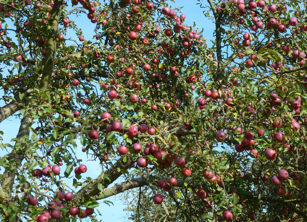Apfelbaum Apfelbaum