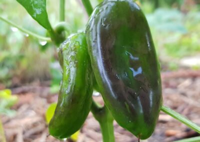 Paprika
