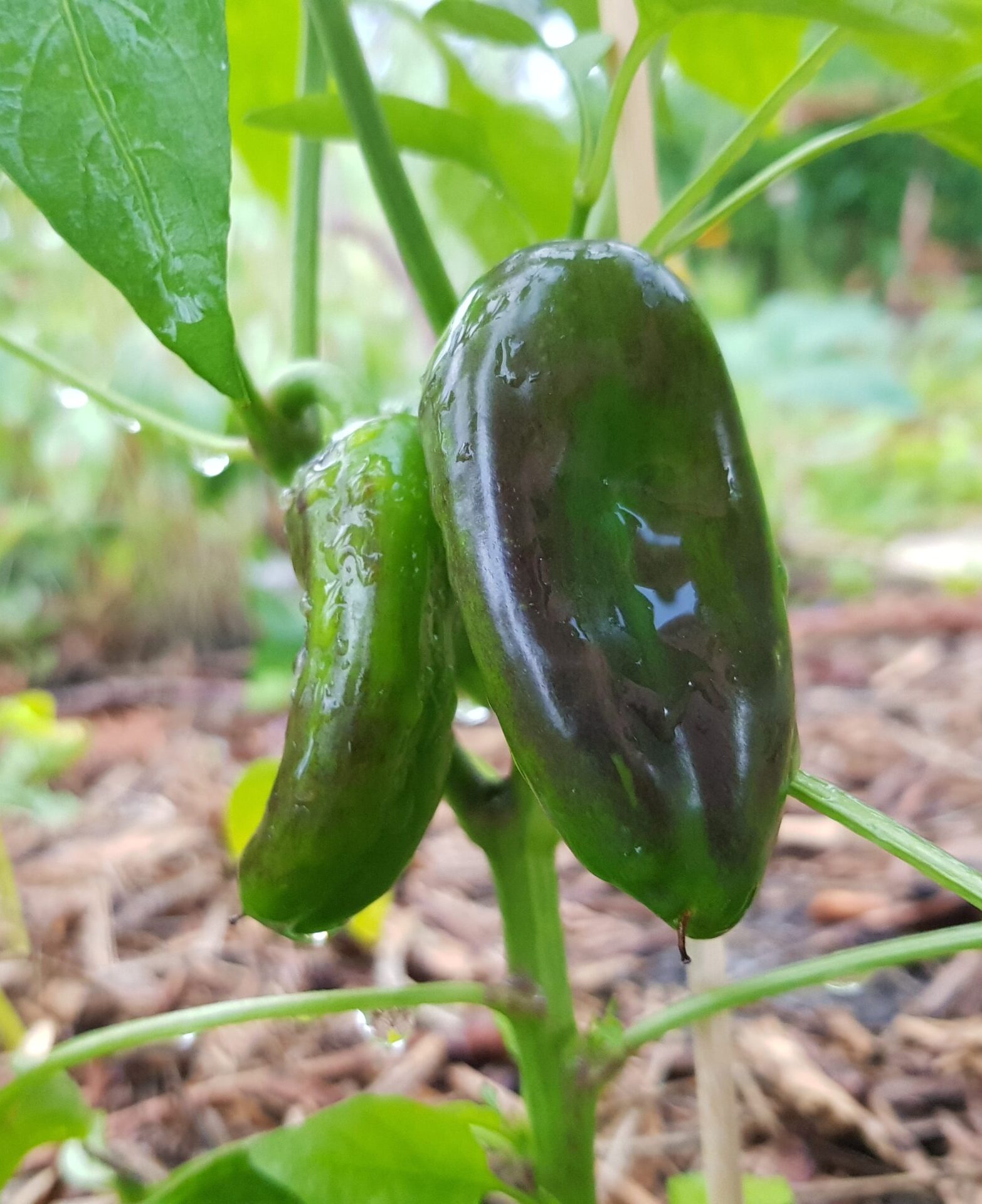 Paprika Paprika