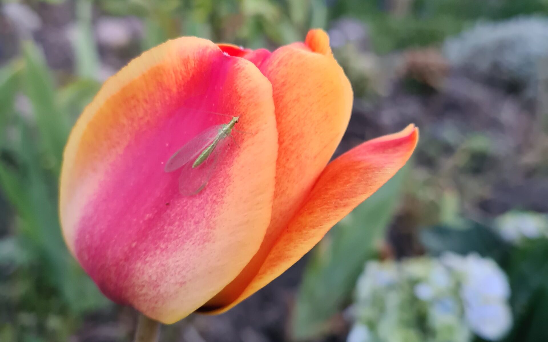 Florfliege auf Tulpe Florfliege auf Tulpe
