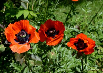 Mohn