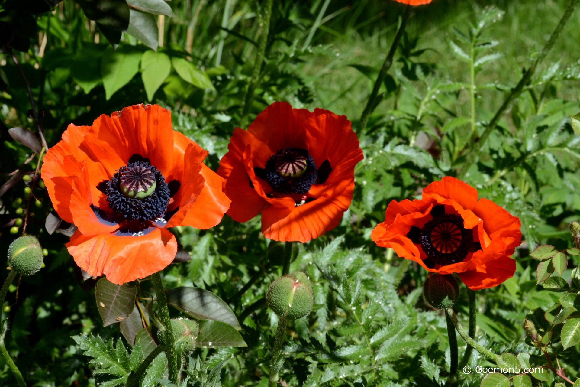 Mohn Mohn