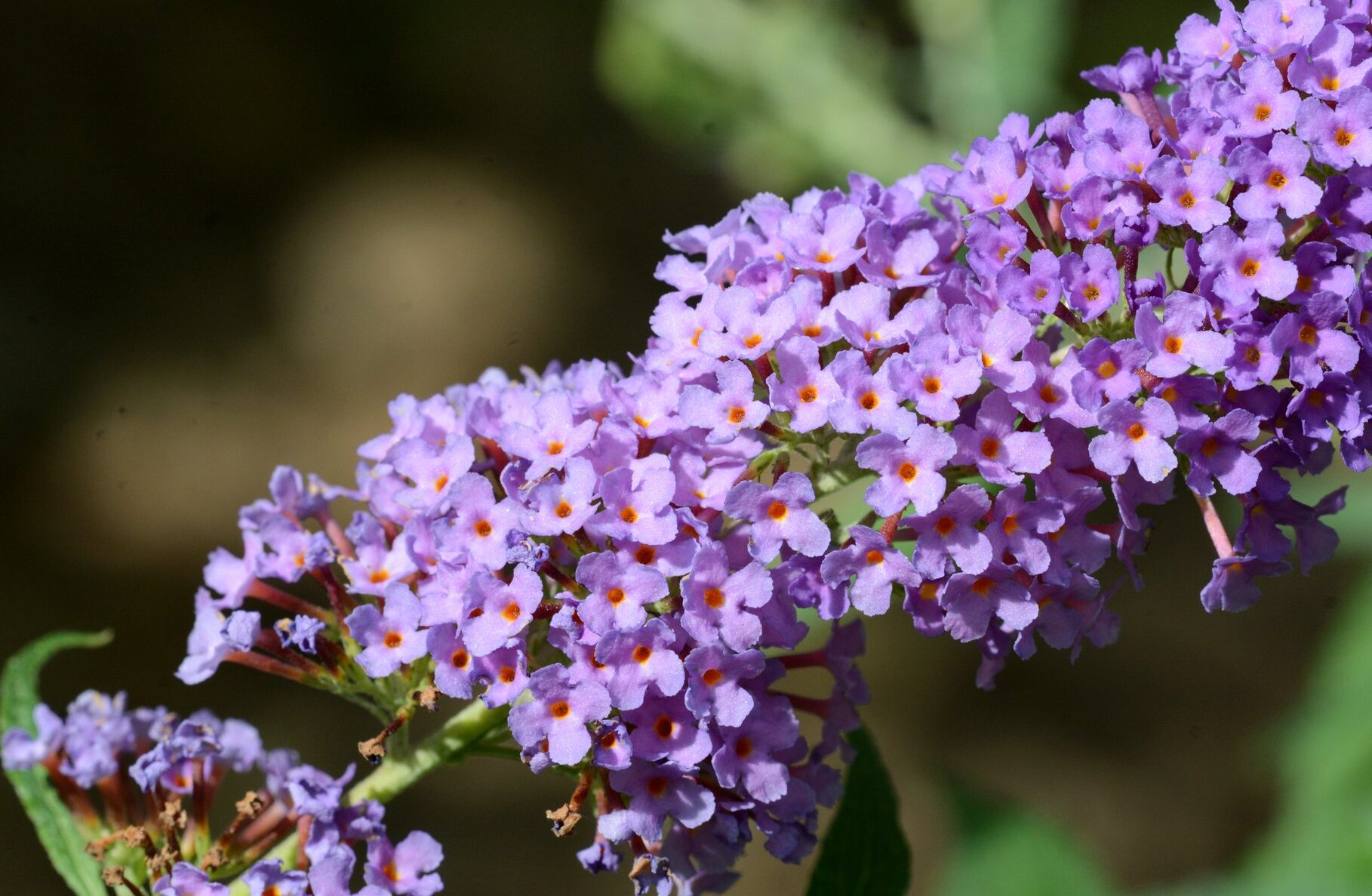 Sommerflieder Sommerflieder