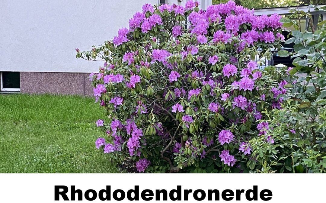 Rhododendronerde-100501