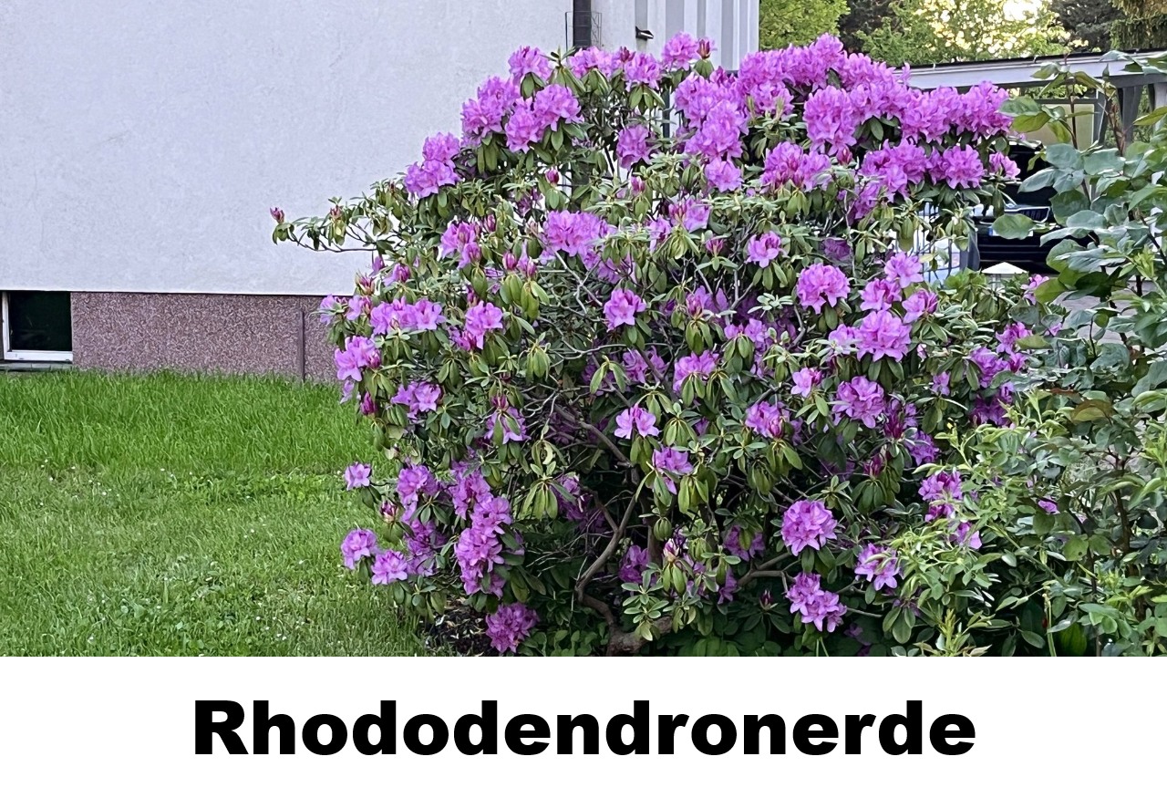 Rhododendronerde