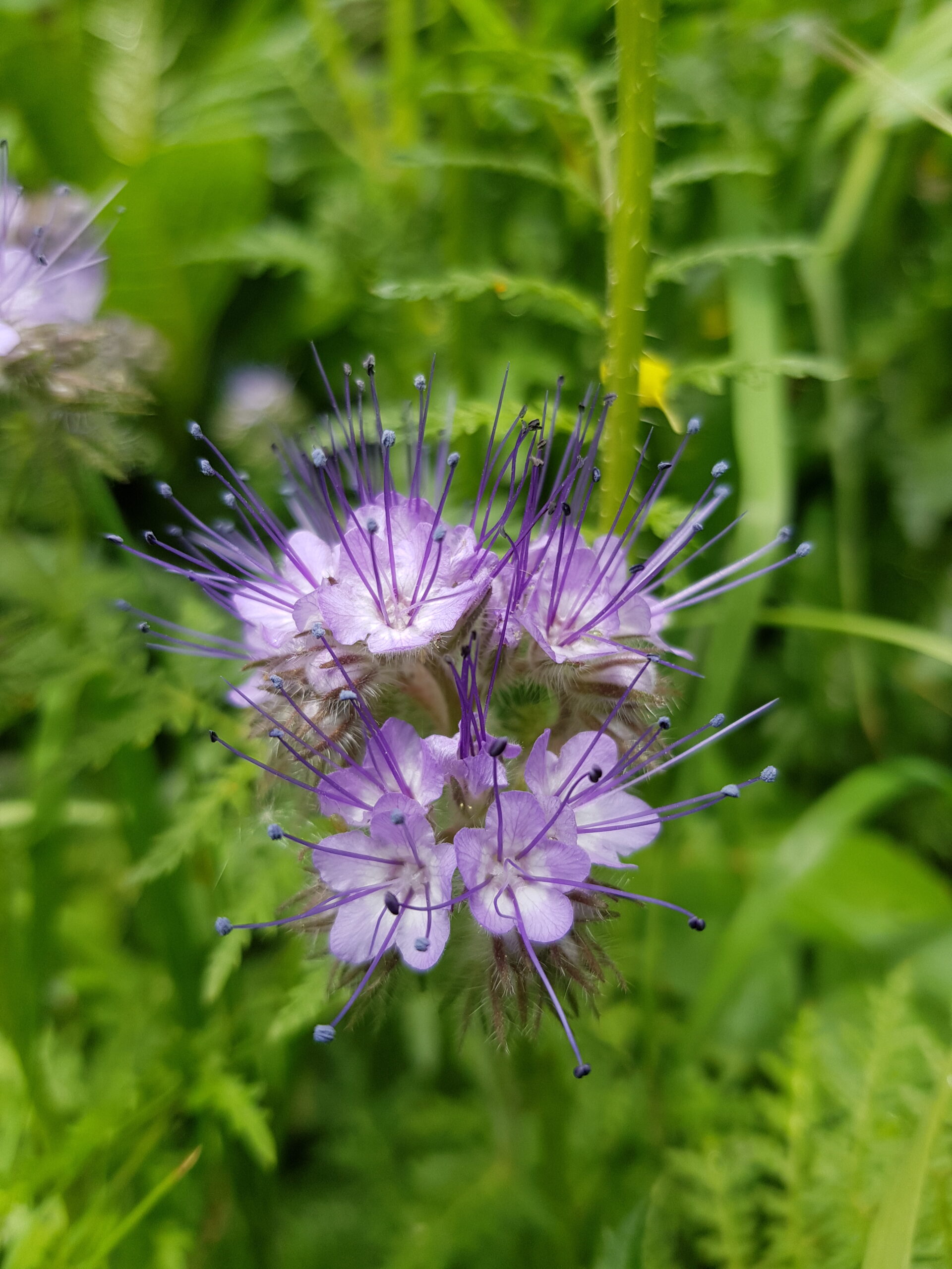Gründüngung Phacelia Gründüngung Phacelia