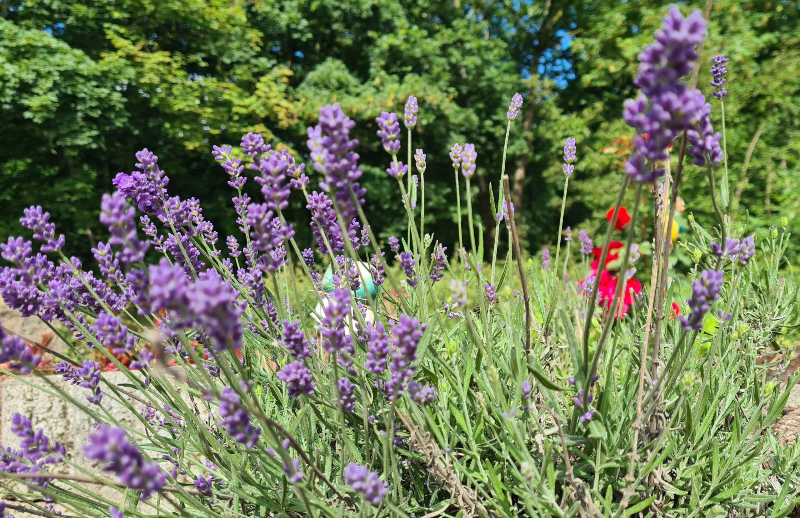 Lavendel in Blüte Lavendel in Blüte