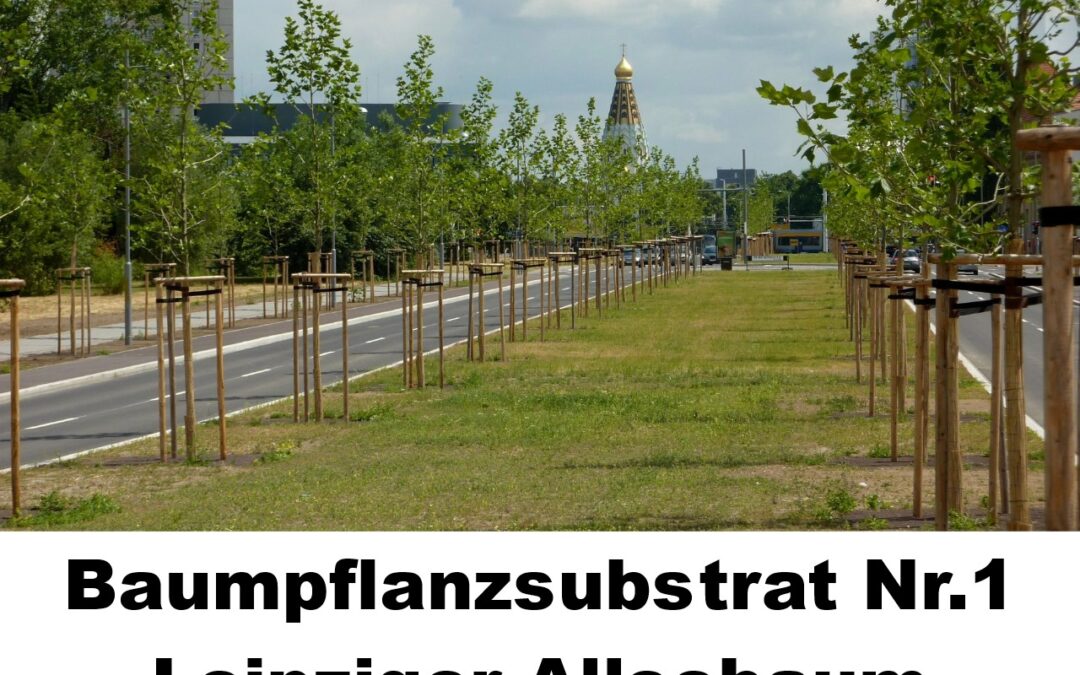 Baumsubstrat-Leipziger-Alleebaum-100198