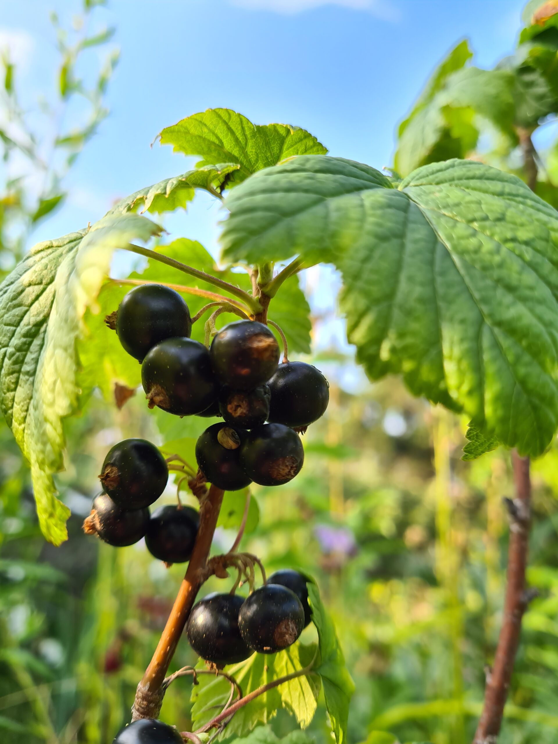 Schwarze Johannisbeere Schwarze Johannisbeere