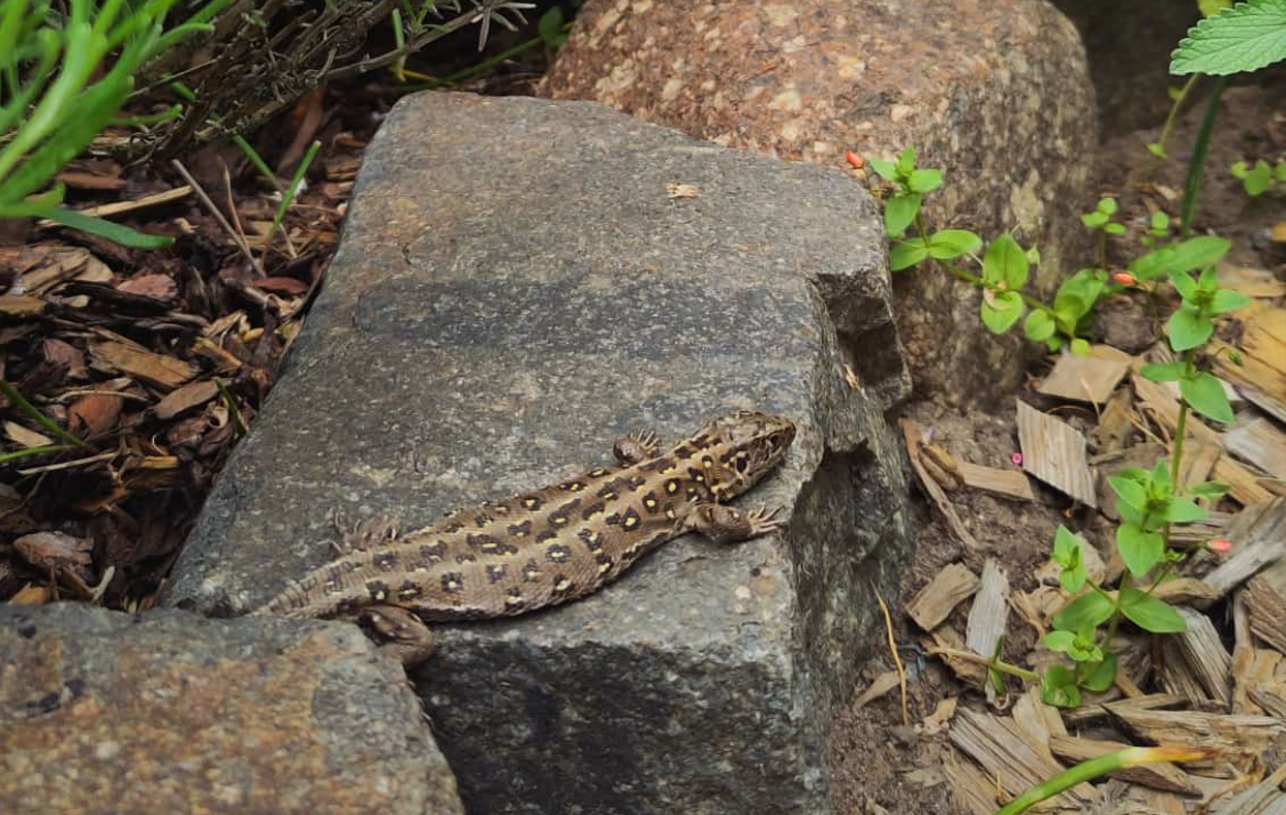 Zauneidechse im Garten Zauneidechse im Garten