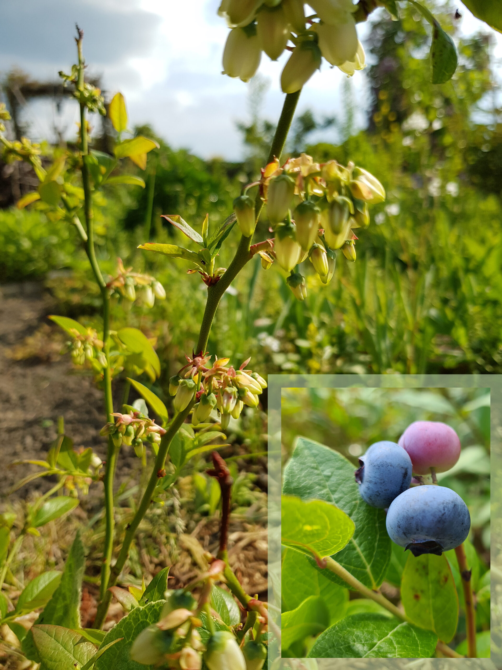Heidelbeere Strauch mit Blüte, und Frucht Heidelbeere Strauch mit Blüte, und Frucht