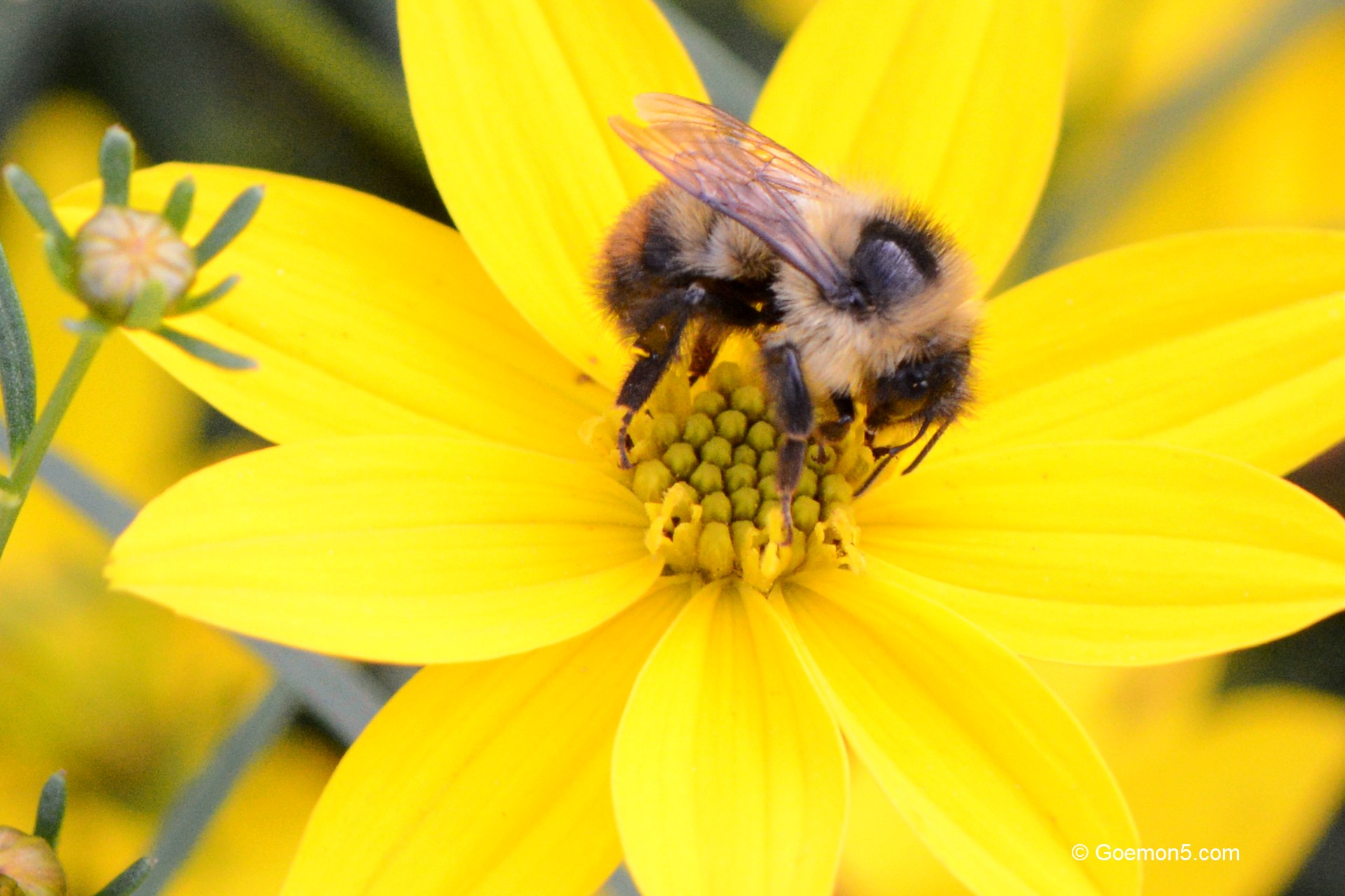 Bestäuber und Gartennützling Biene auf Blühpflanze Mädchenauge