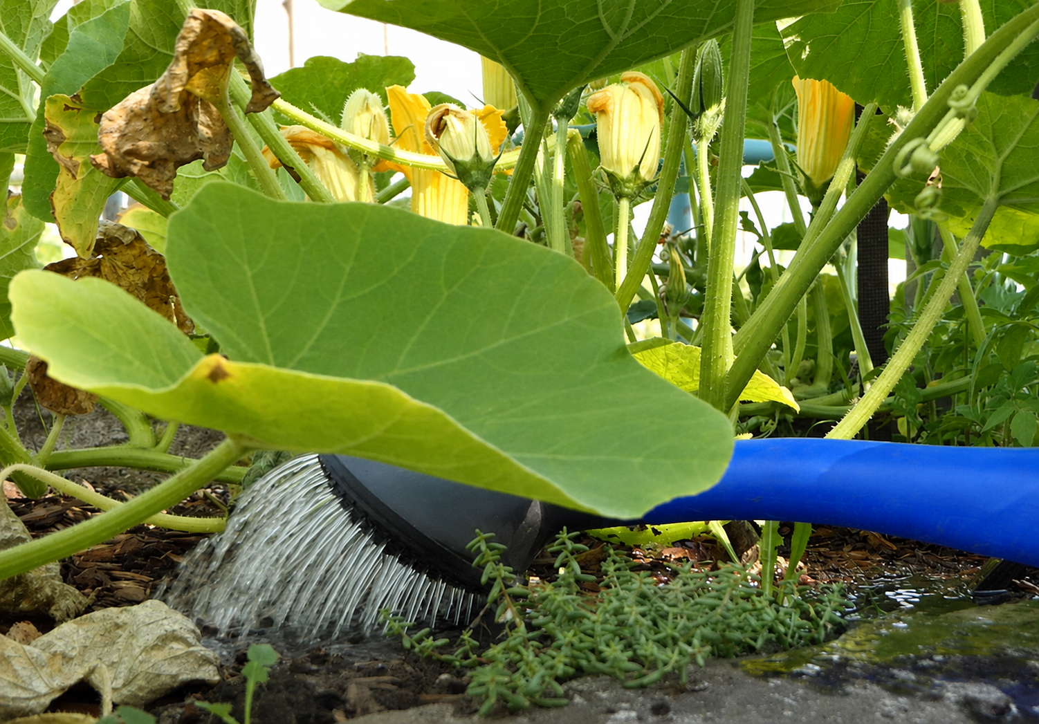 Gartenbewässerung Kürbis Gartenbewässerung Kürbis