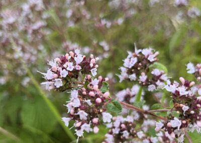 Oregano in Blüte