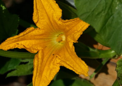 Kürbisblüte