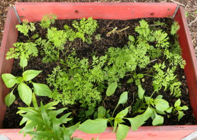 Hochbeet mit Möhren/ Karotten und Paprikapflanzen