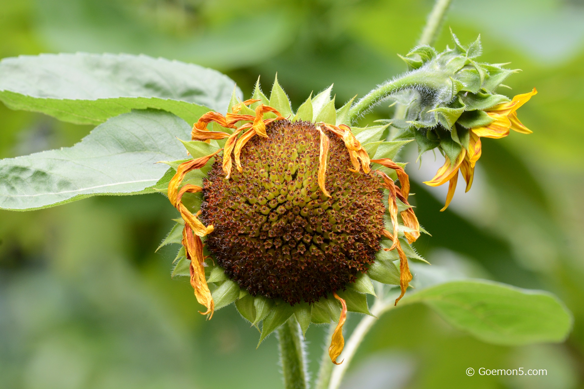 Sonnenblume Samenbildung Sonnenblume Samenbildung
