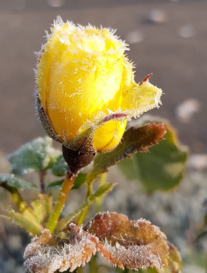 Rose, Reif, Herbst Rose, Reif, Herbst