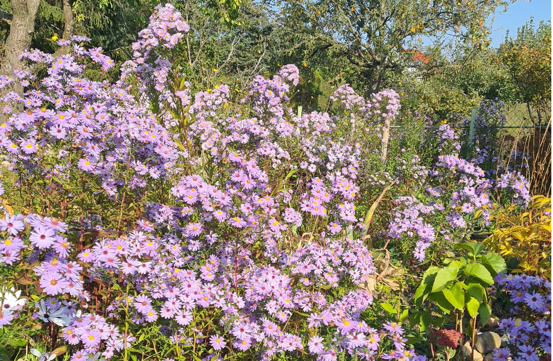 Herbstastern Herbstastern