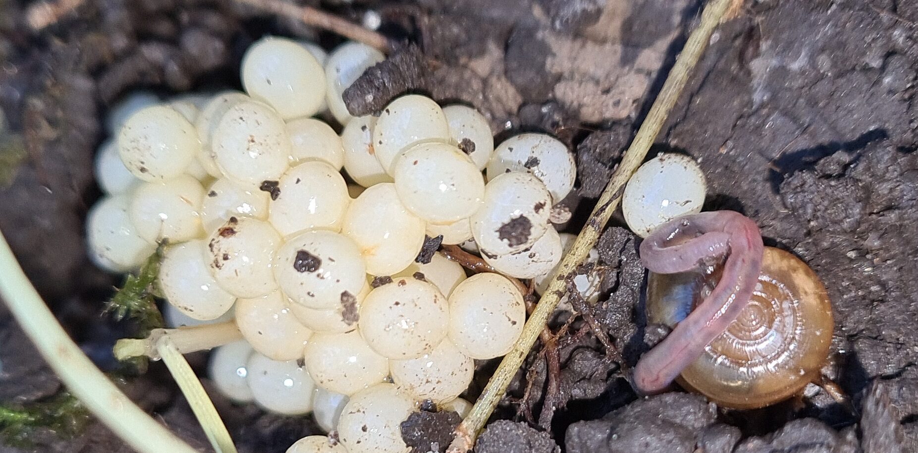 Schneckeneier, Regenwurm, Schnecke Schneckeneier, Regenwurm, Schnecke