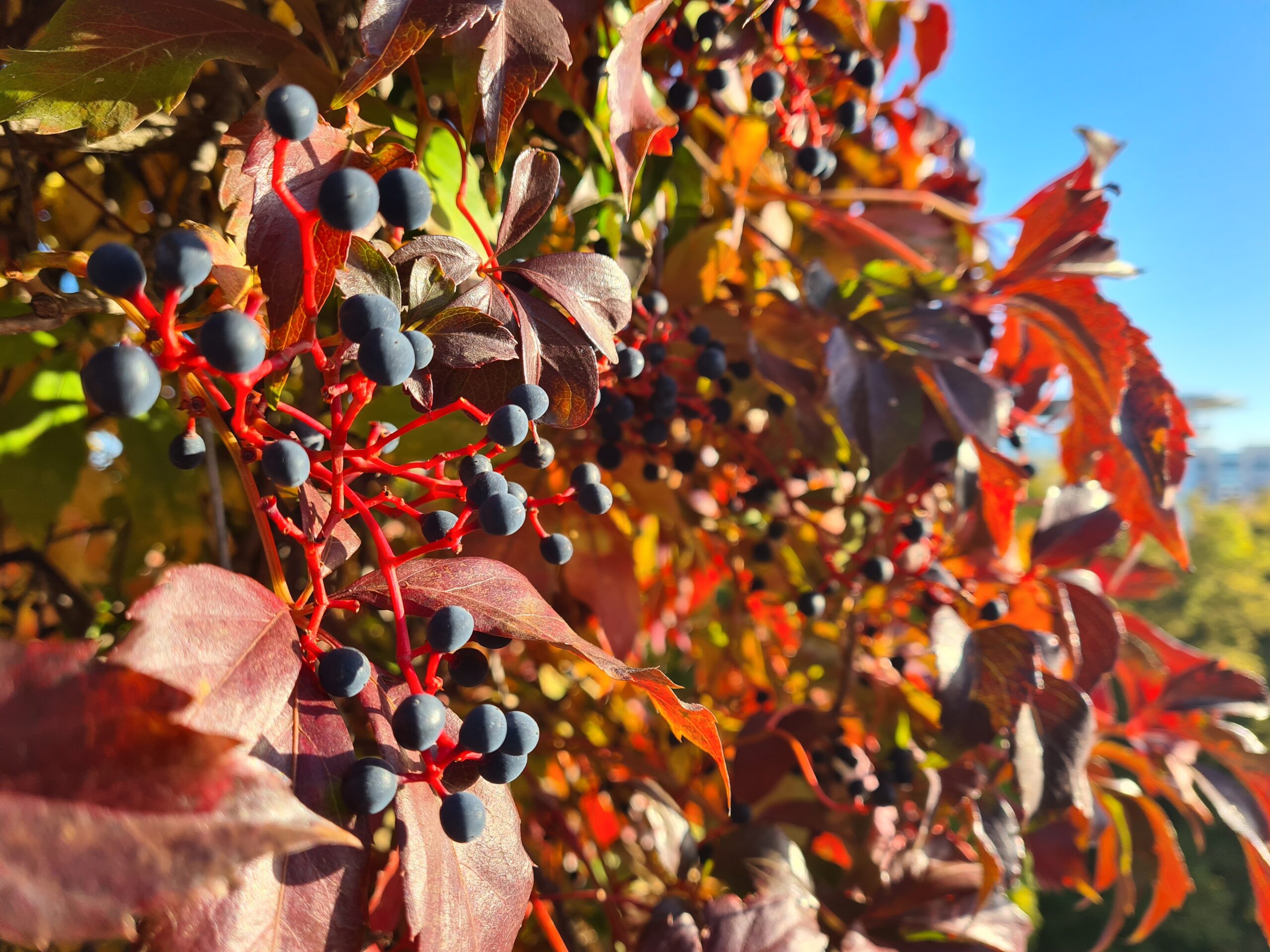 Wilder Wein in herbstlichem Rot