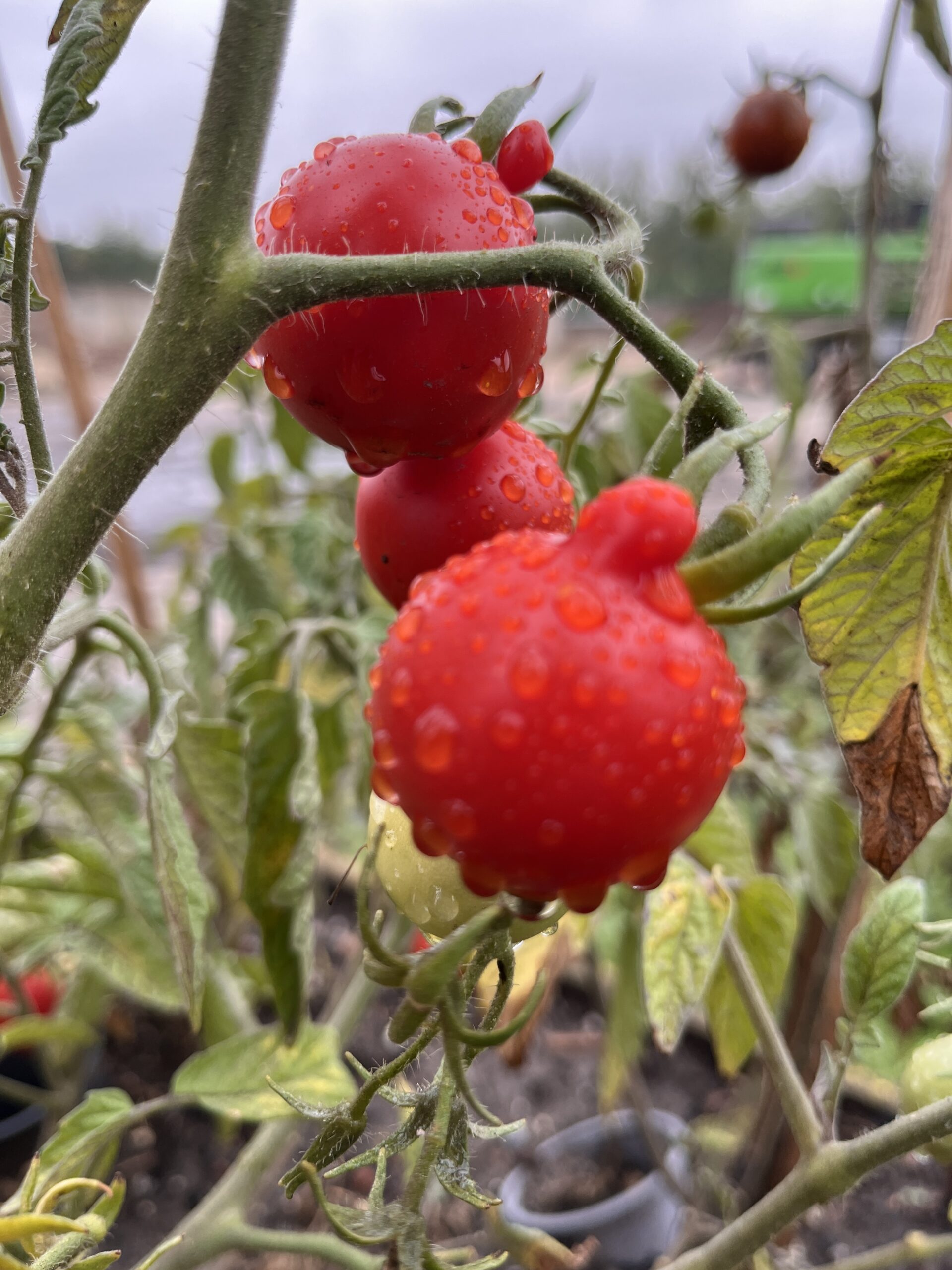 Tomaten im Erdenwerk Kulkwitz Tomaten im Erdenwerk Kulkwitz
