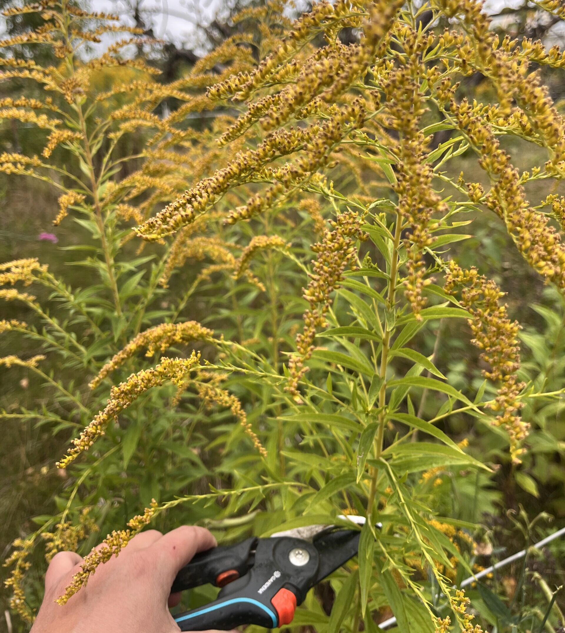 verblühte Goldrute von der verblühten Goldrute nur den Blütenstand abschneiden - Stängel dienen als Winterunterkunft für Insekten