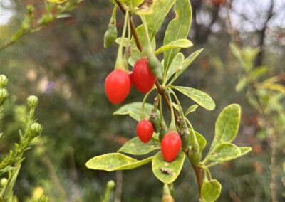 Gojibeeren