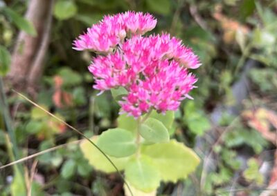 Fetthenne in der Blüte
