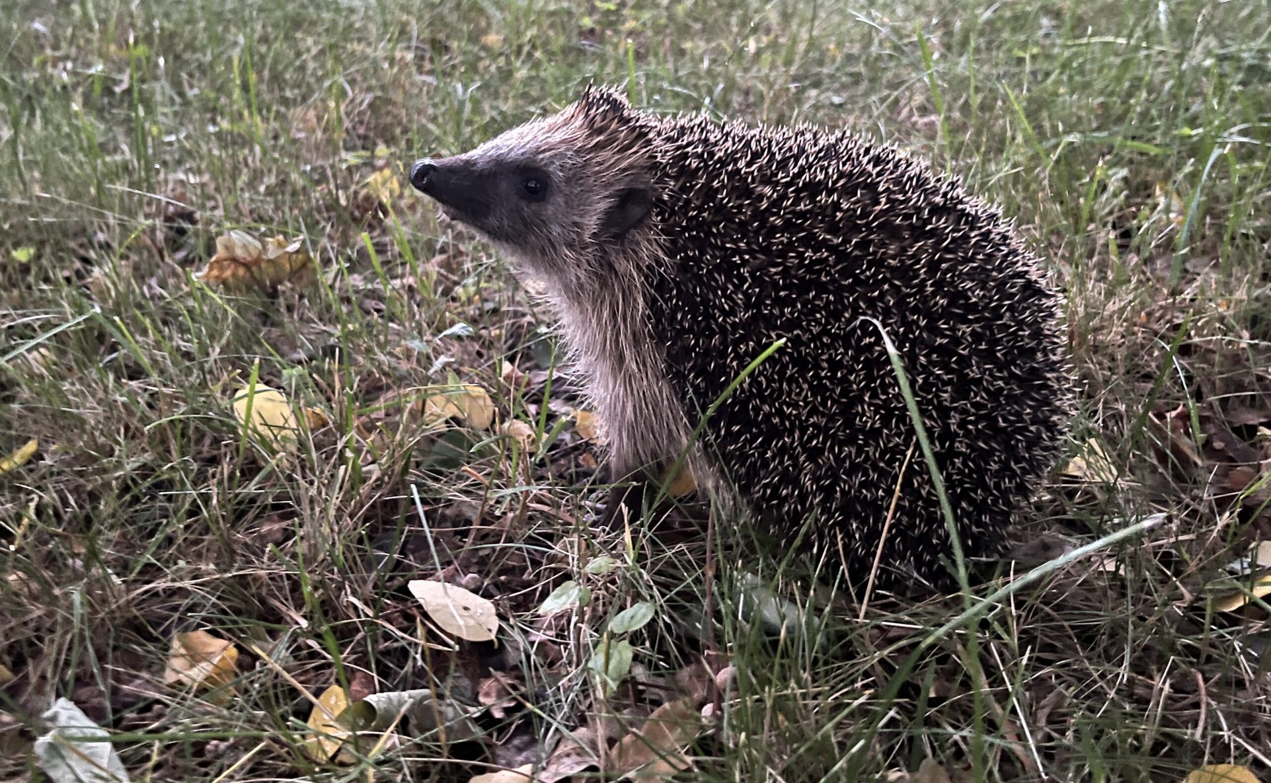 Braunbrust-Igel Braunbrust-Igel